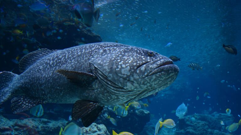12 Gigantic Fish That Could Beat Your Car's Weight