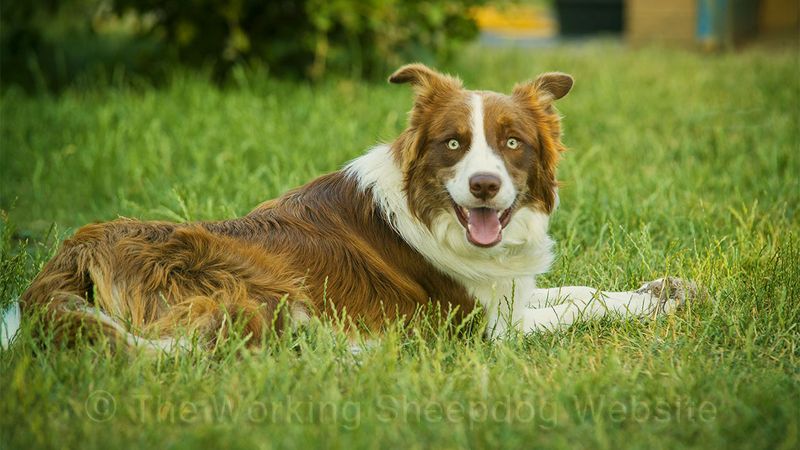 Red Merle