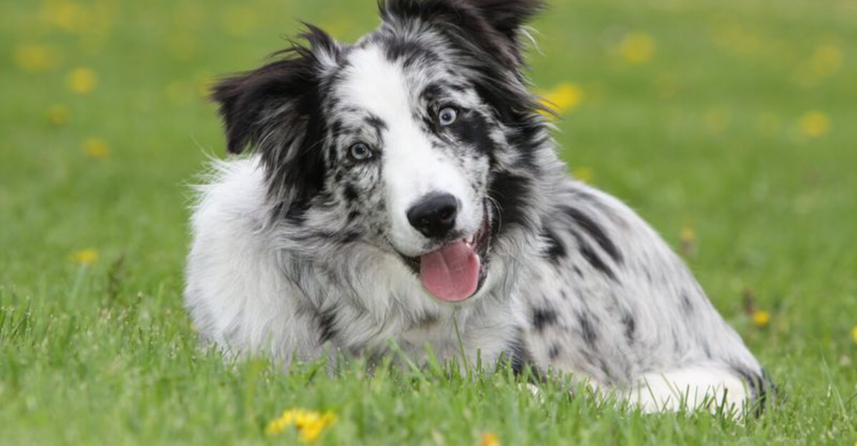 12 Gorgeous Border Collie Colors And Markings You Need To See