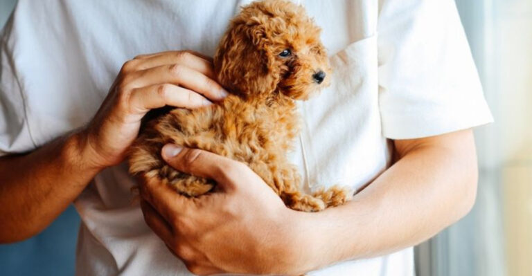 12 Helpful Tips To Cope With Post-Puppy Depression