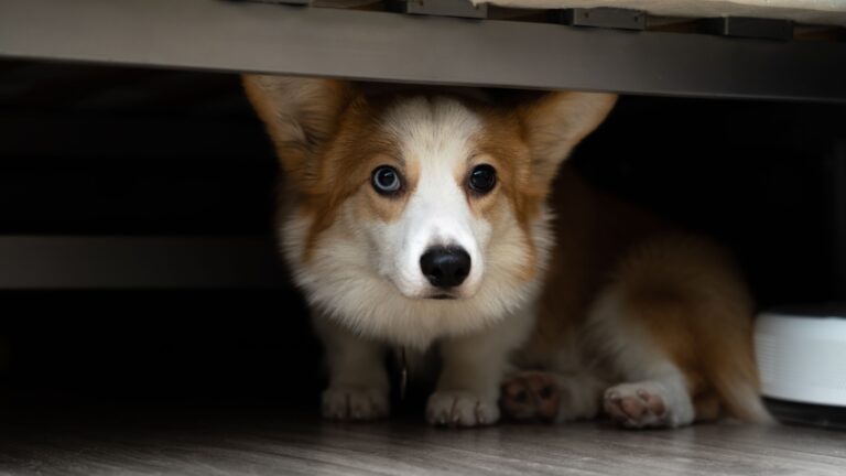 12 Hidden Factors Contributing To Dogs’ Fear Of Thunder