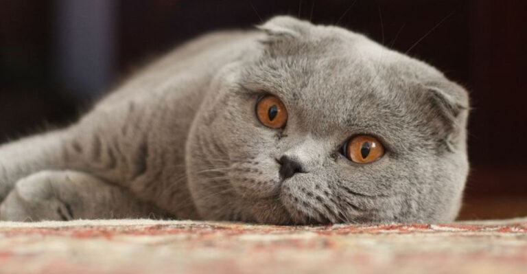 12 High-Maintenance Cat Breeds That Are Not For Busy Owners (And 8 That Need Minimal Attention)