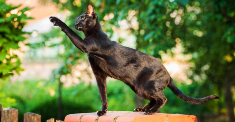 12 Highly Active Cat Breeds That Will Keep You On Your Toes