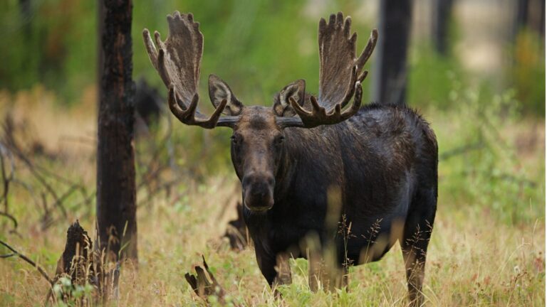 12 Iconic Animals That Call Yellowstone Home