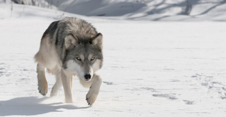 12 Incredible Traits That Make Wolves Nature’s Ultimate Predators