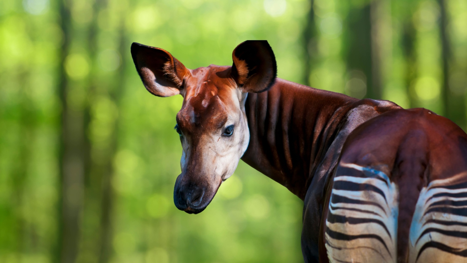 12 Mind-Blowing Facts About The Secretive Okapi