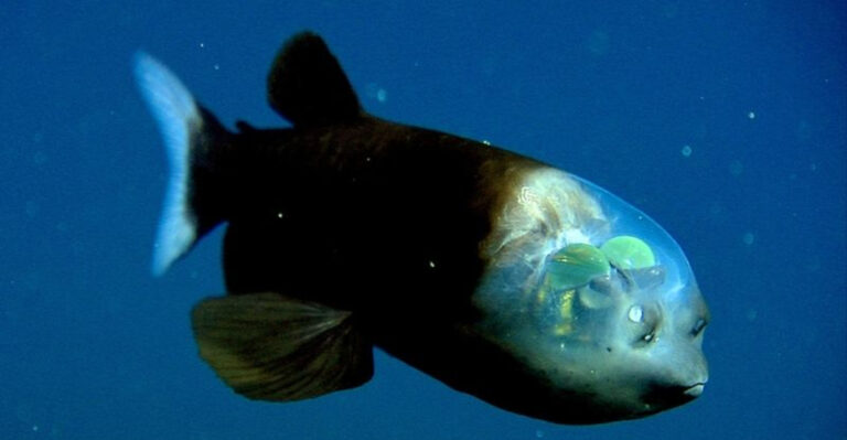 12 Most Frightening Deep-Water Creatures Found Off The Coast Of South Carolina
