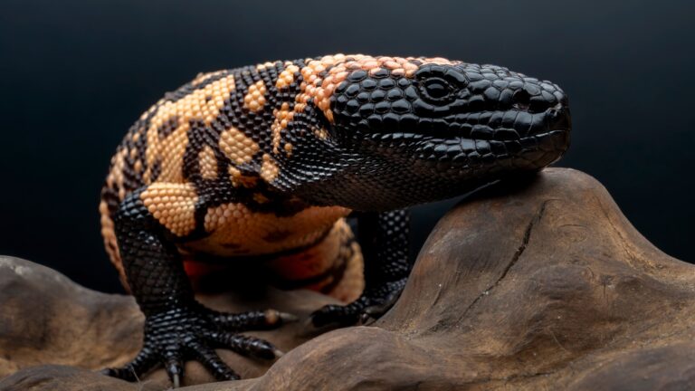 12 Most Painful Animal Venoms In The World