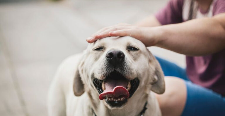 12 Must-Know Tips For A Happy, Content Dog