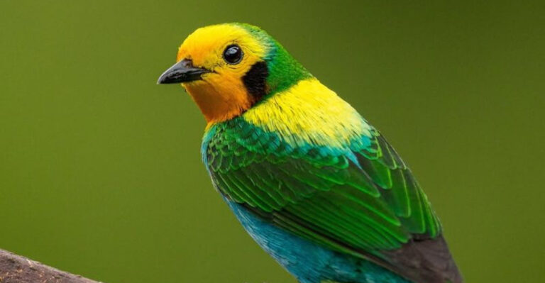 12 Noisiest Pet Birds (And 12 That Stay Surprisingly Quiet)