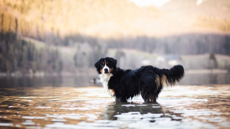 12 Outdoorsy Dog Breeds For Nature Lovers