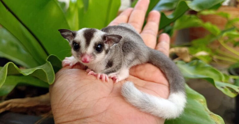 12 Pocket-Sized Pets That Are Perfect Companions