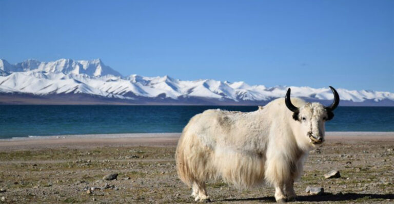 12 Rare Mammals That Live In The World's Highest Mountain Peaks