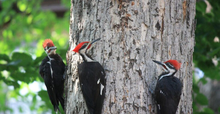 12 Reasons Pileated Woodpecker Should Be Your Favorite Bird