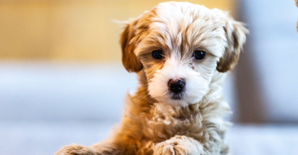 12 Reasons Why Purchasing A Pet As An Impulse Buy Is A Bad Idea