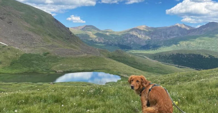 12 Reasons Your Dog Stares At You While They Poop (It’s Not What You Think!)