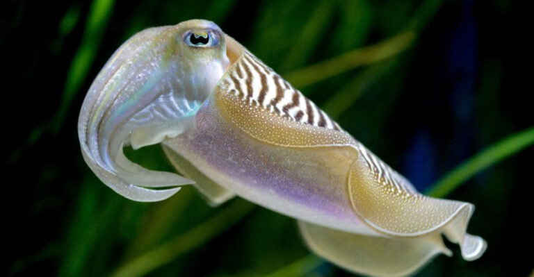 12 Remarkable Animals That Start With C