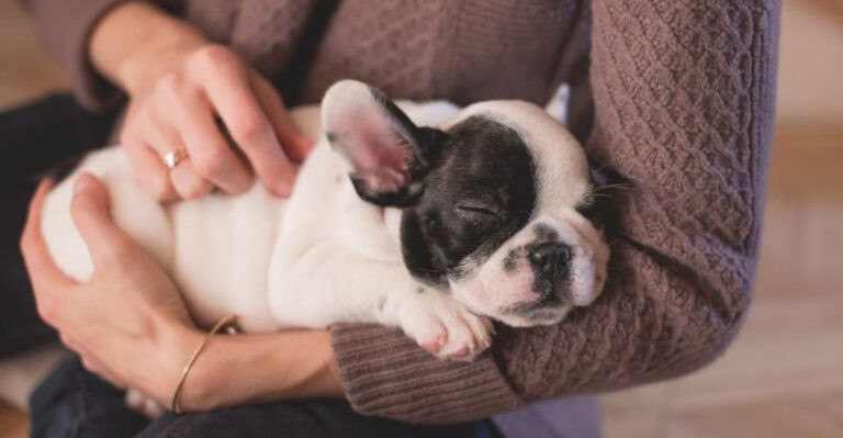 12 Signs Your Dog Feels Completely Safe In Your Arms