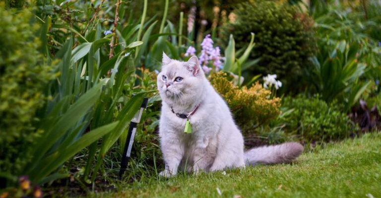 12 Simple Tricks To Keep Cats From Using Your Plant Pots As A Litter Box