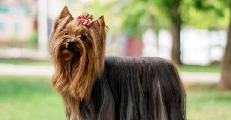 12 Small Dog Breeds That Look Like Royalty Of The Canine World
