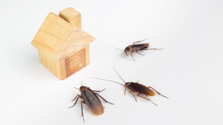 12 Smells That Attract Roaches In Your Home