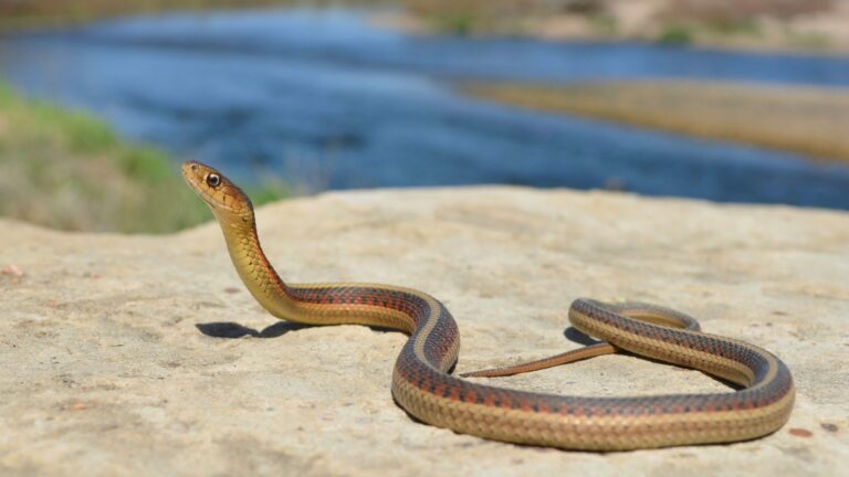 12 Snakes That Call The Mississippi River Home