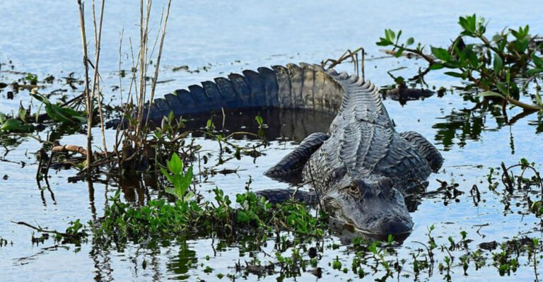 12 States Where Alligator Populations Thrive In The U.S.