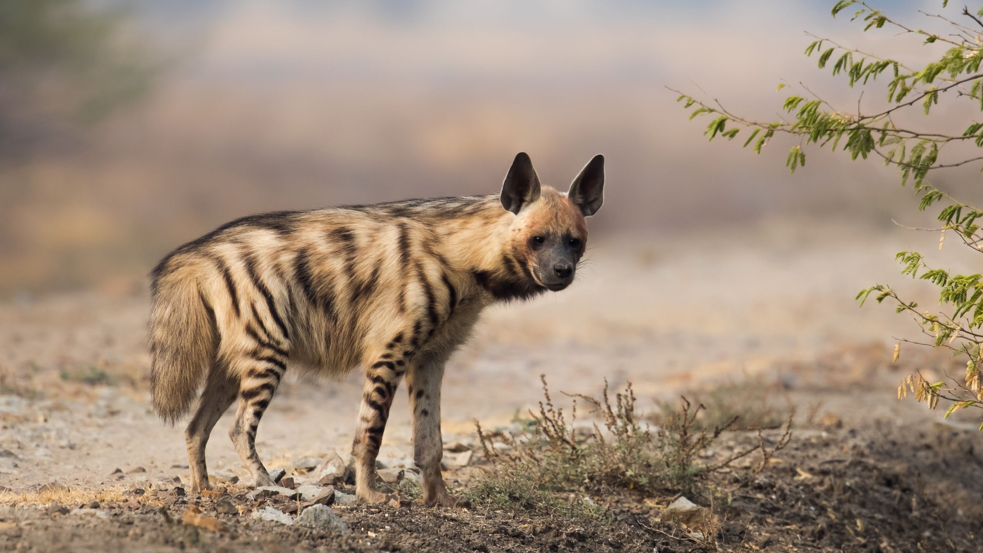 12 Striped Animals That Steal The Show