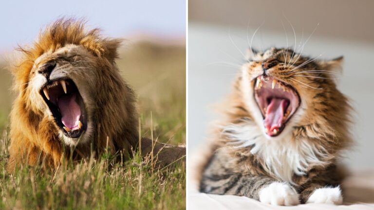 12 Surprising Differences Between Big Cats And House Cats