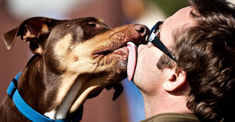 12 Surprising Ways Dogs Talk To Us Without Saying A Word