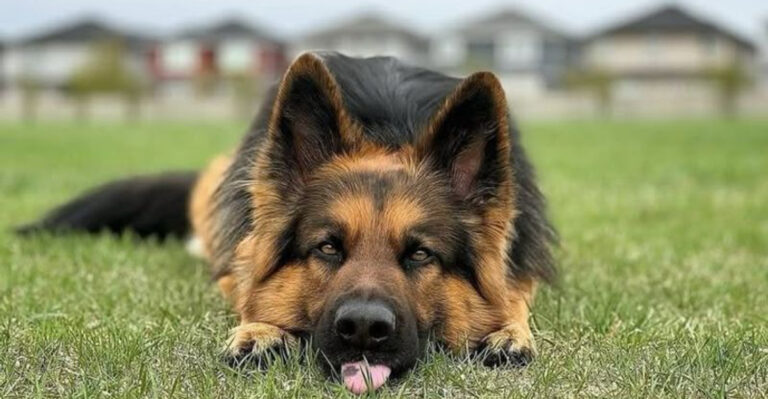 12 Surprisingly Popular Dog Breeds That Top The World’s List
