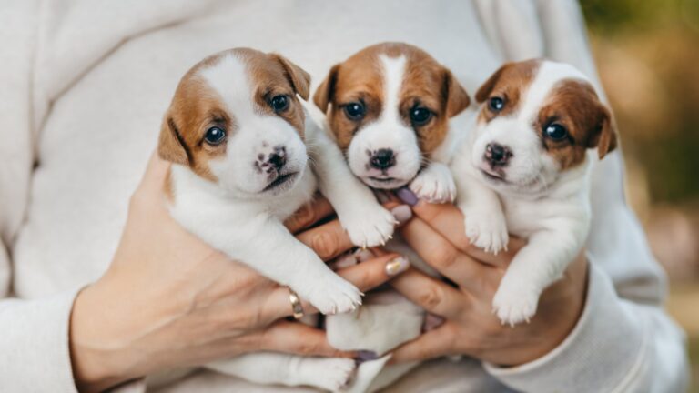 12 Things Dog Breeders Want You To Know