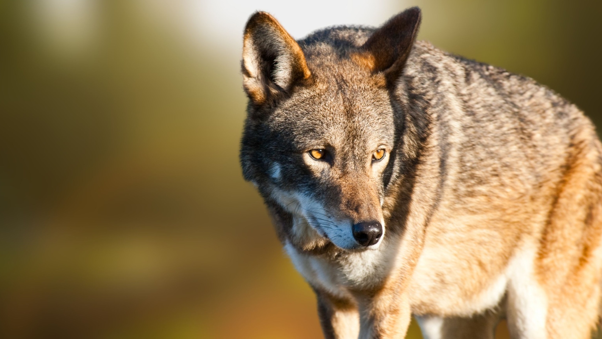 12 Things To Know About North Carolina’s Elusive Red Wolves