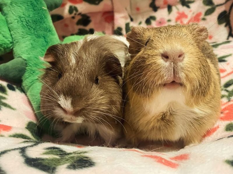 Guinea Pigs Are Low-Maintenance Pets