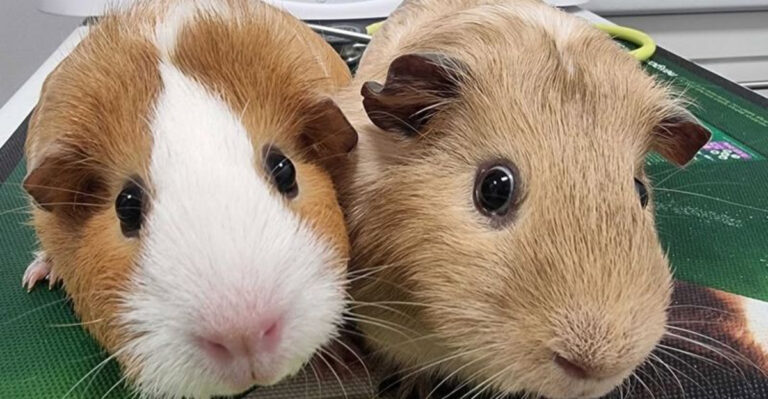 12 Things We Get Wrong About Guinea Pigs