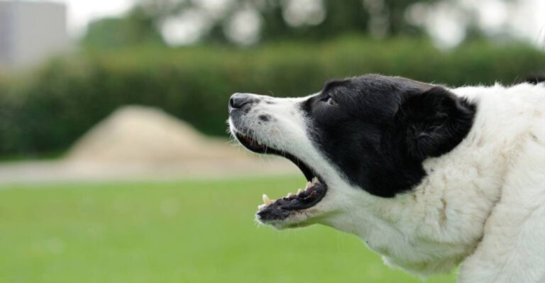 12 Tips To Curb Your Dog’s Excessive Barking