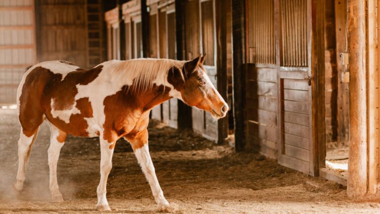 12 Top Horse Breeds Ideal For Ranch Work