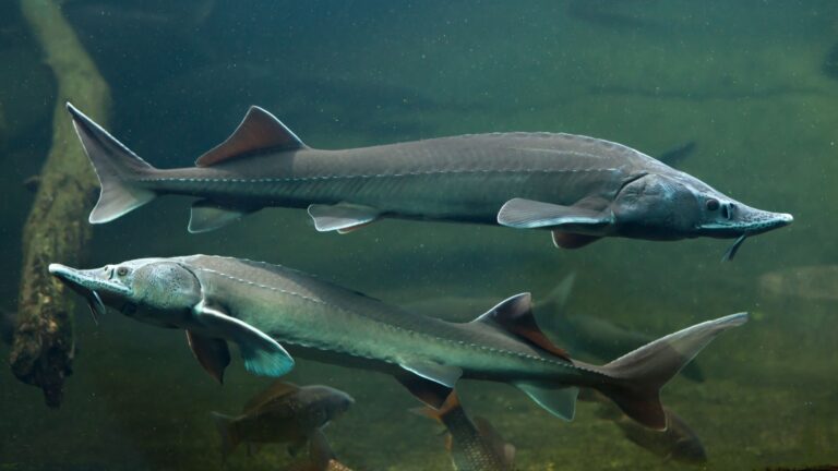 12 U.S. Fish Facing A Fight For Survival