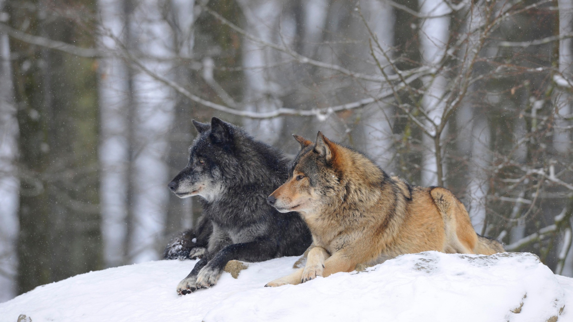 12 U.S. States Where Wolves Still Roam