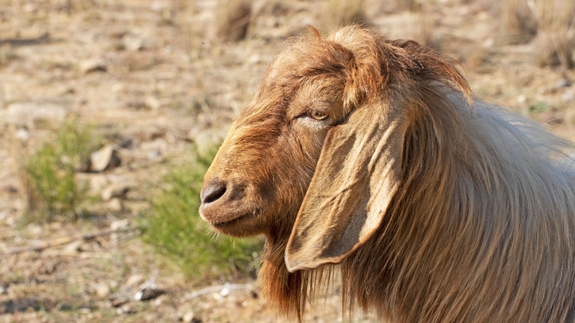 12 Unique Goat Breeds You Should Know About