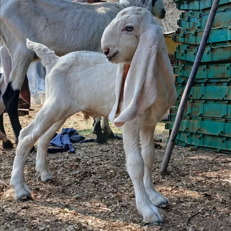 Damascus Goat