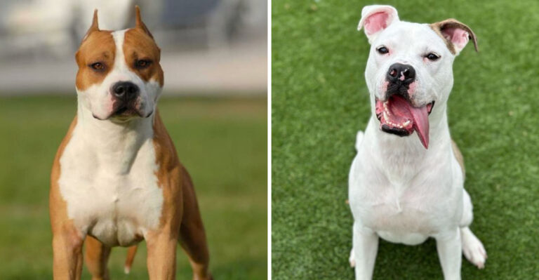 12 Ways American Staffordshire Terriers And American Pitbull Terriers Differ