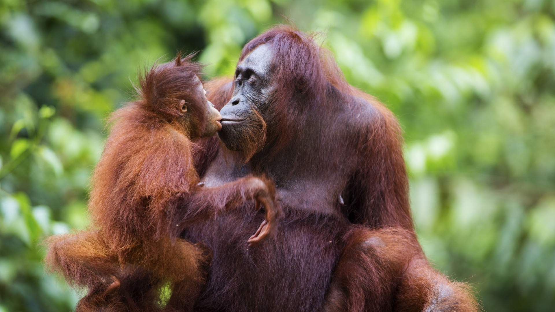 13 Animals With Soulful Emotional Bonds You Won’t Forget