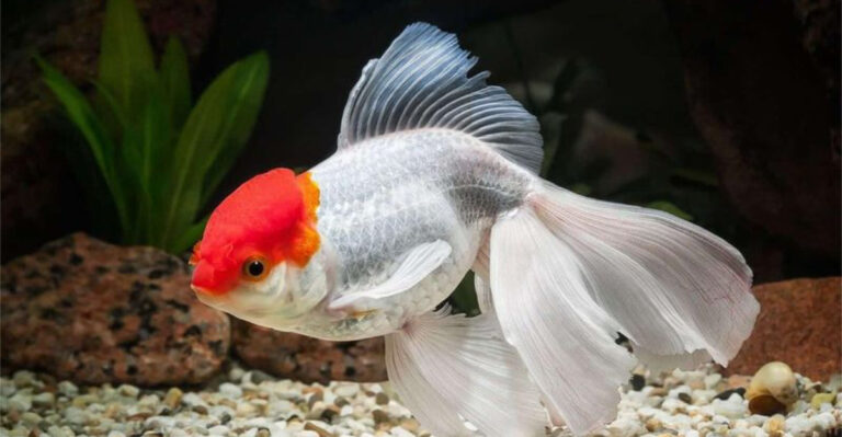 13 Aquarium Pets Veterinarians Wish People Would Stop Buying