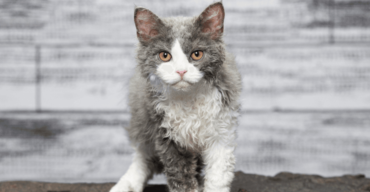 13 Cat Breeds That Originated In America