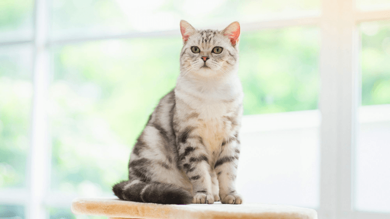 American Shorthair