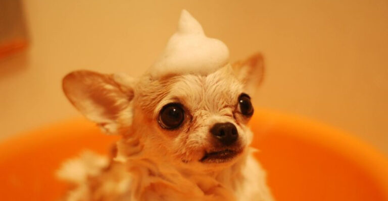 13 Common Dog Grooming Mistakes You Should Stop Right Now