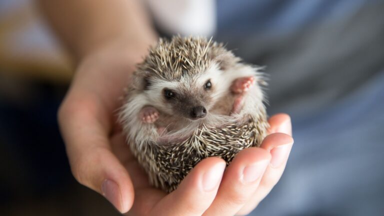 13 Common Misconceptions About Pet Hedgehogs