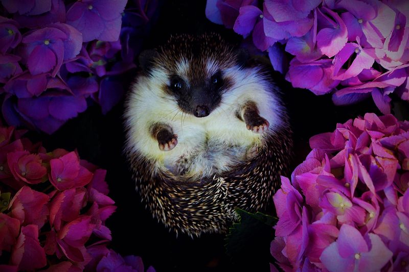 Hedgehogs Are Poky And Dangerous