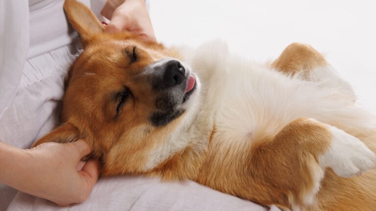 13 Dog Breeds That Thrive On Human Companionship